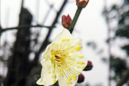驻足欣赏的意思