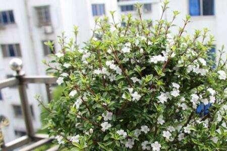 夏天六月雪换盆后的养护