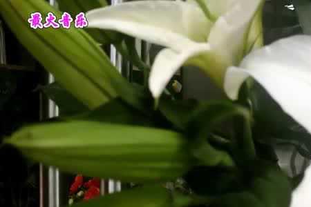 一切都在无言中原唱