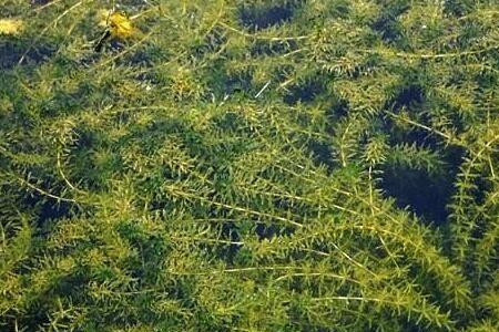 茎能生根的水草
