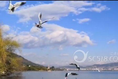 凌空翱翔的意思