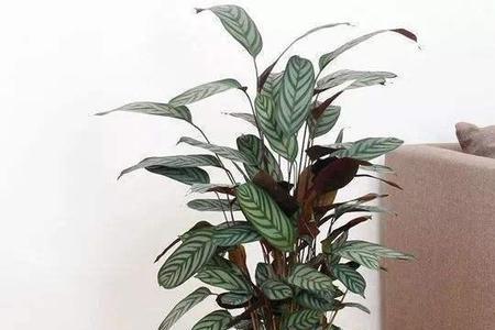 青纹竹芋叶子垂头