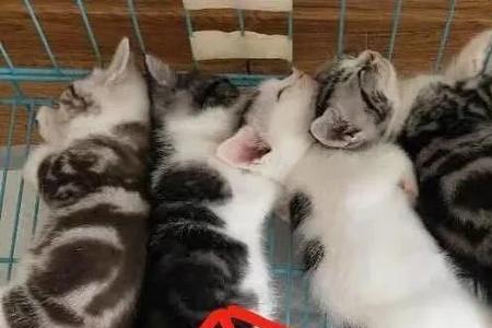 一只母猫生的小猫可以配对吗