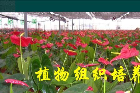 植物组织培养的原理