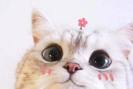 微信上小猫是什么意思