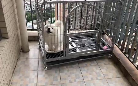 养萨摩耶要多大笼子