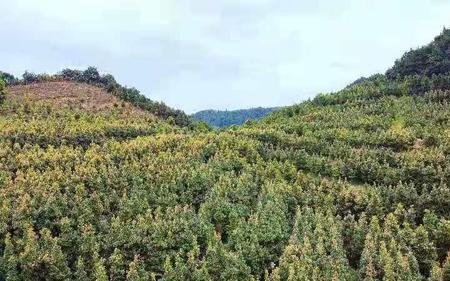 楠木一亩能栽多少棵