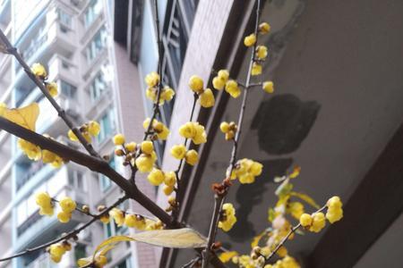 腊梅的味道怎么形容