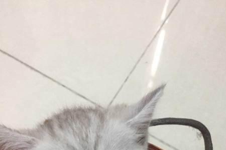 2个月的猫咪有多大