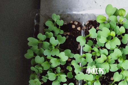 东阳台能种什么菜