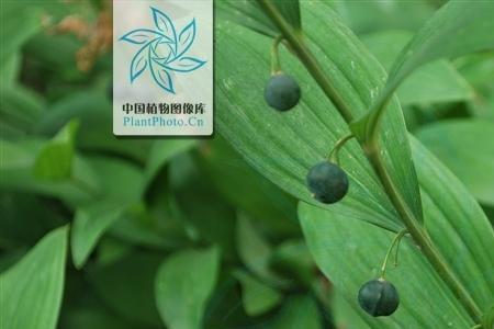 玉竹有节好还是无节好