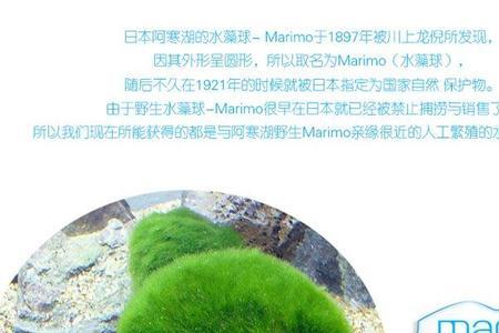 绿藻球可以撕开造景吗