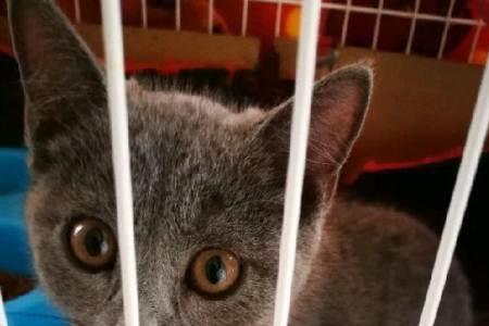 两个月的小蓝猫怎么分辨公与母