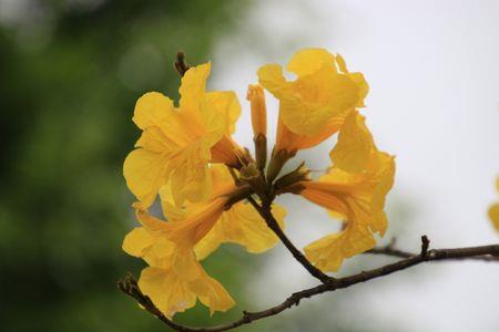 黄花风铃木果实能吃吗