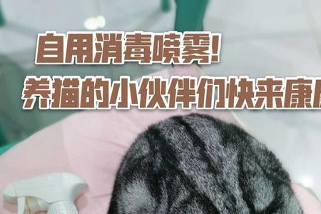 如何给养过猫的房间消毒
