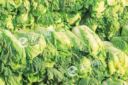 山东2月适合种植什么蔬菜