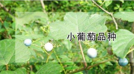 山葡萄煮水一次多少克