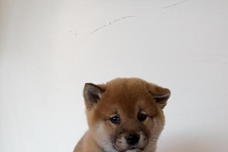 柴犬一年生几窝