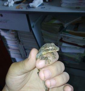 壁虎到底怕不怕盐