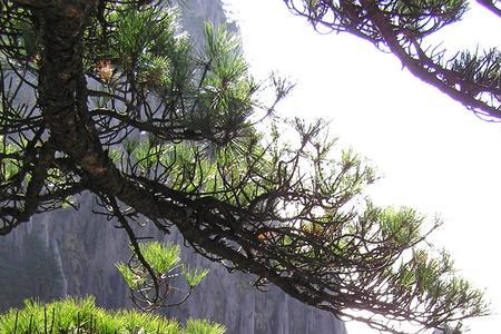 黄山松精神谁提出的