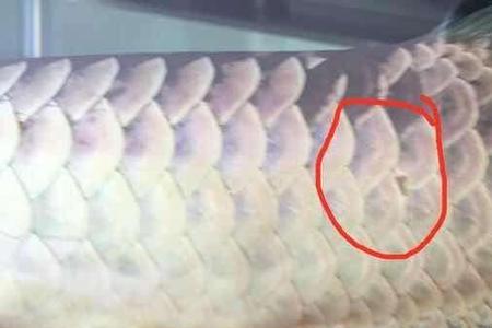 龙鱼鳞片脱了需要拔掉吗