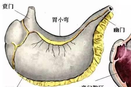 胰腺方言又叫什么名