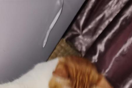绝育的猫叫什么