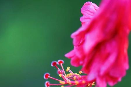 芳菲看不厌采摘愿来兹的意思