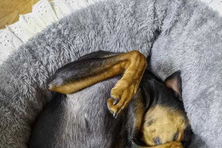 小鹿犬可以长多长