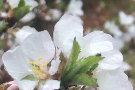 夜雨梨花的含义