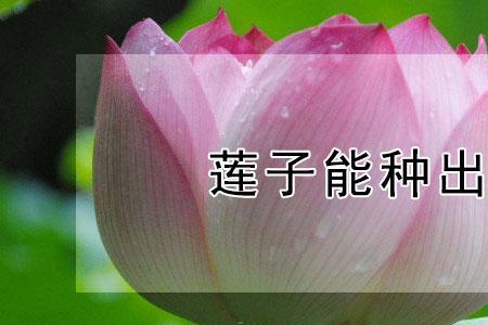 深水莲子种植方法