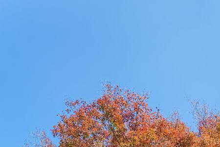 枫树一年四季的变化