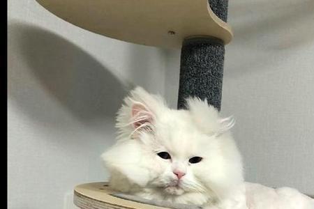 空气中的猫毛怎么处理