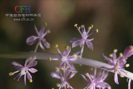棉枣在平原能种植吗