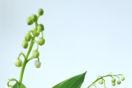 铃兰花和玉竹的区别