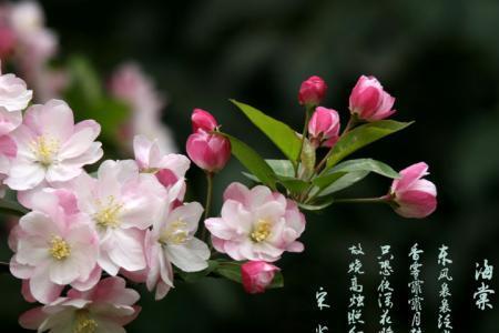 海棠门寓意