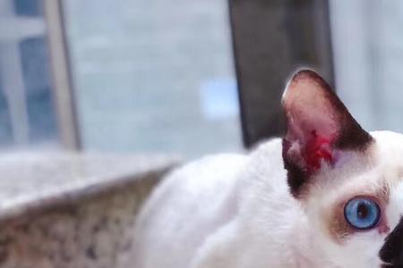 德文卷毛猫发腮怎么办