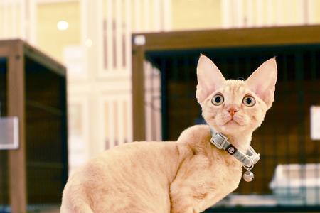 猫不掉毛