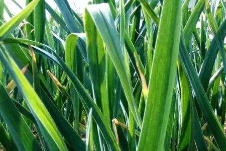 陕西关中大蒜种植方法