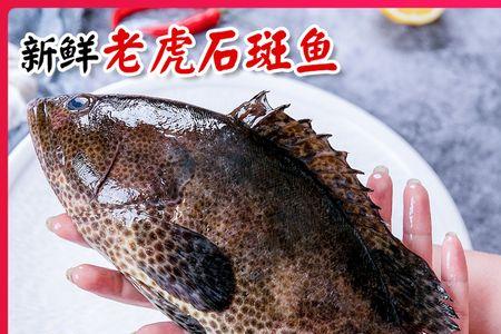 老虎斑和石斑区别