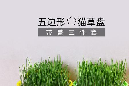 水培大麦苗喂猪可以吗