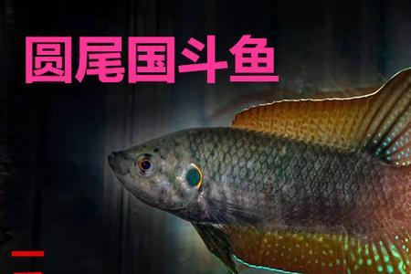 斗鱼牌子什么意思