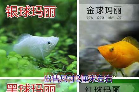 银色玛丽鱼下的小鱼什么色