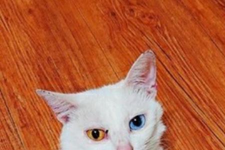 猫的三年是多久