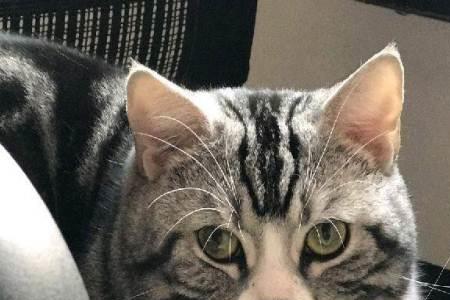 美短虎斑猫是自然品种吗