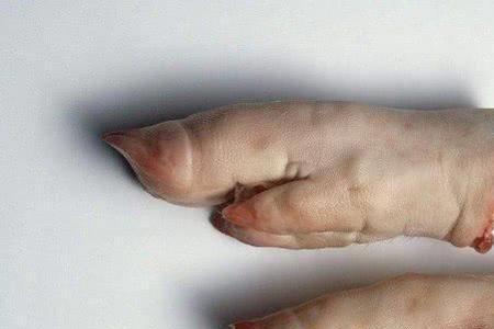 猪后蹄有筋吗