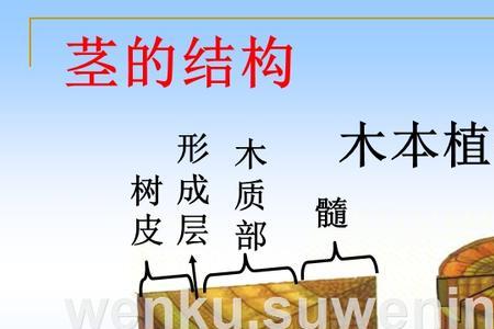 什么是横截面上
