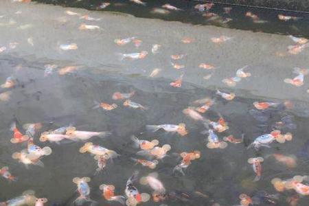 武汉市最大的金鱼市场