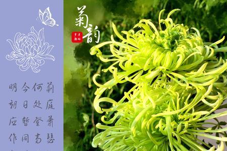 有关用菊花送别的古诗