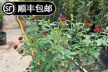 淑女月季刺多吗